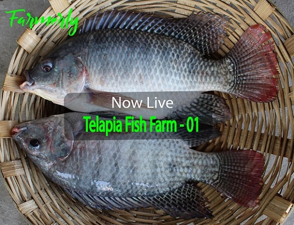Telapia Fish Farm - 01