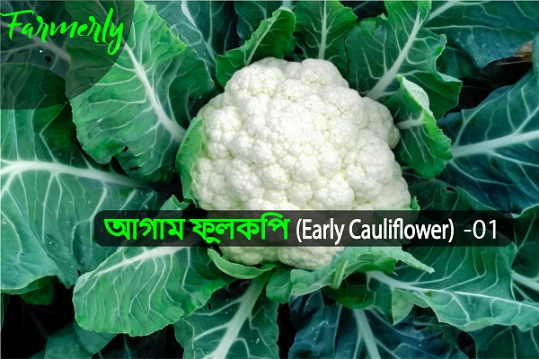 Early varieties cauliflower - 01