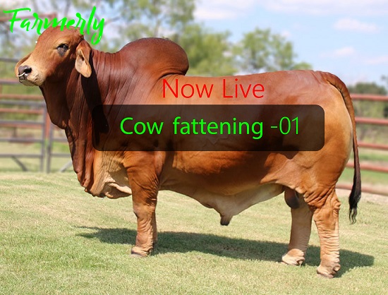 Cow fattening