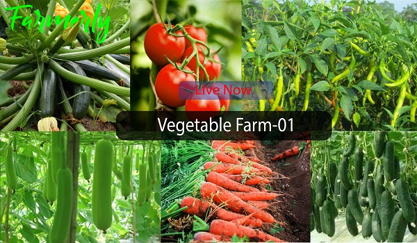 Vegetable Farm-01