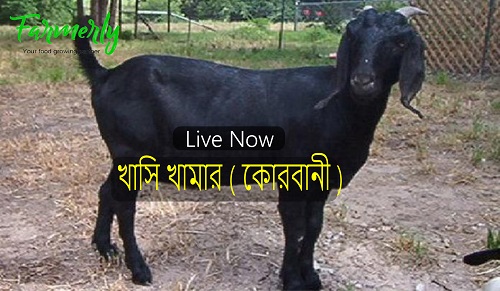 Goat Farming ( Qurbani )